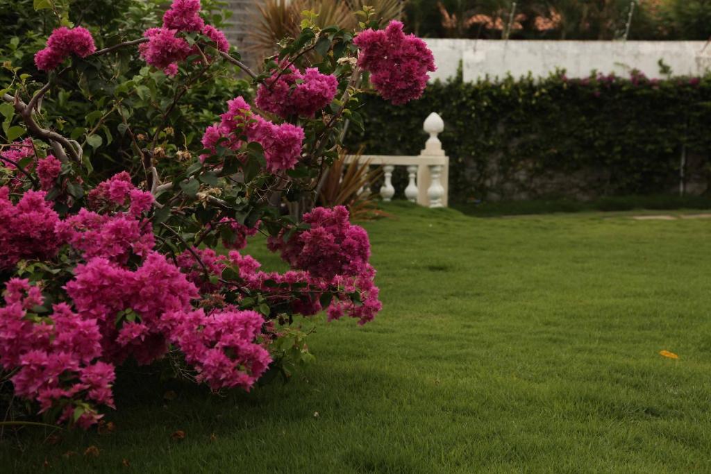 Jardim